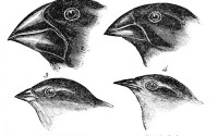 Darwin, Evolution and the Galapagos