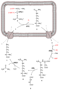 Figure 1 Explanation: Ornithine (1) combines with CO2 and ammonia to give citrulline (3), which with a second molecule of ammonia (NH3) yields arginine (6), which is then cleaved to urea (7) and ornithine (1). Not all intermediaries are identified in this diagram. 