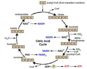 Figure 2 The citric acid or tricarboxylic acid (TCA) cycle. 
