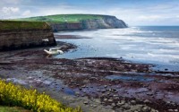 Alien seaweeds on our shores - does it matter and who cares?