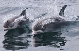 Cetaceans in the North Sea